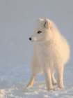Arctic fox in snow during winter at Gronfjorden in Nordenskiold Land, Norway, Svalbard. Art Print